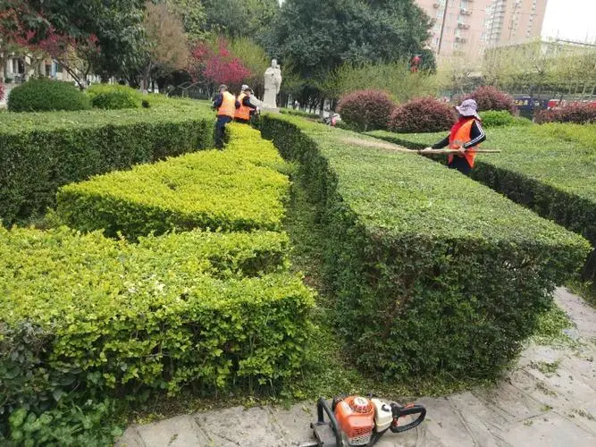 遂平国槐路绿化工程项目