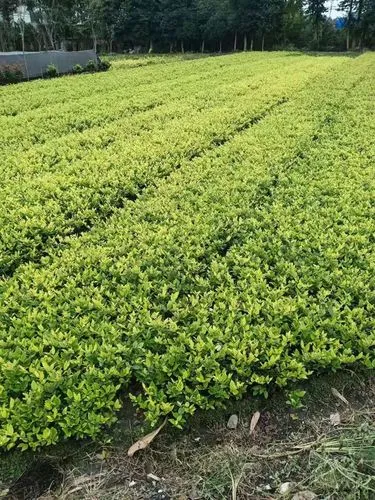 巩义城市里的绿化有哪些
