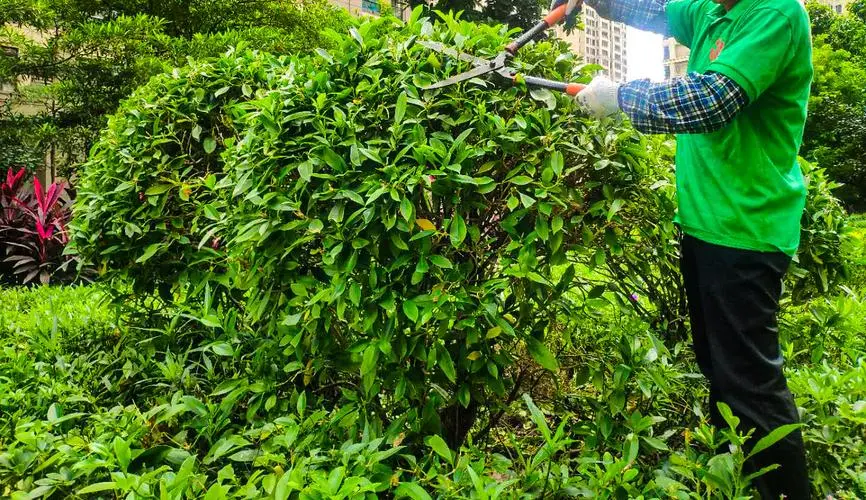 中国绿化工程的意义和价值