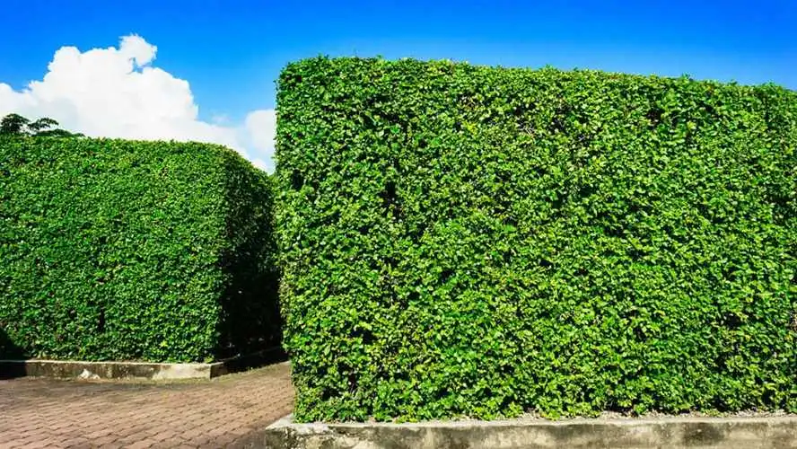 北京绿化工程建设审批