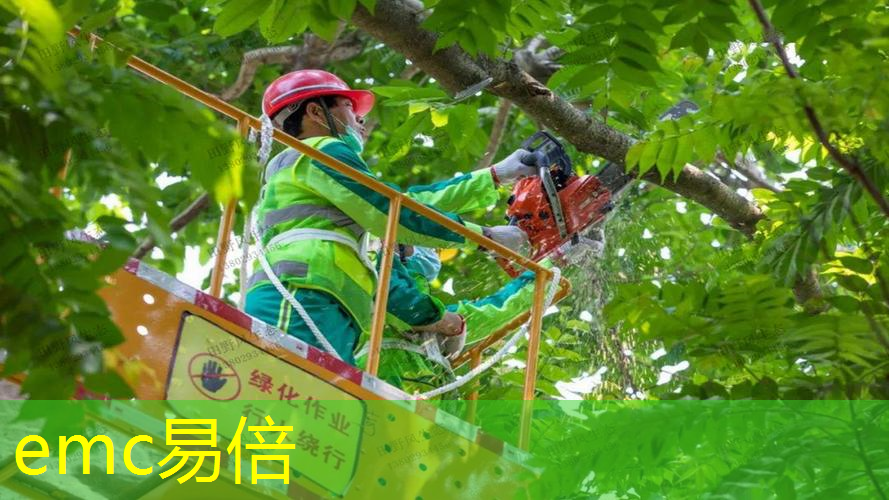 哪些绿化苗木适合在海边地区种植？